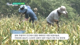 땡삐축산 | 대왕 마늘이 나타났다! ‘코끼리 마늘’ - 전남 강진 - KBS
