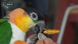 앵무새가 떡집 알바를?! - KBS