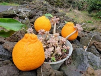 아버지가 재배하신 제주도 한라봉 판매합니다!