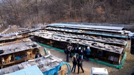 200 dogs rescued from slaughter in win-win program with farm owners - The Korea Times 200 dogs rescued from slaughter in win-win... 