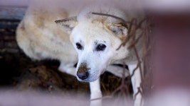 200 dogs rescued from slaughter in win-win program with farm owners - The Korea Times 200 dogs rescued from slaughter in win-win... 
