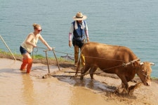 Driving cow - The Korea Times Driving cow 
