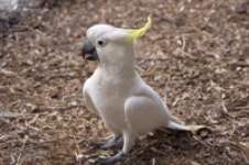 Pet parrot squeals on drunken driving suspect - The Korea Times Pet parrot squeals on drunken driving suspect 