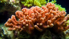 오렌지색 산호가 바다에 있어요, 바다 산호 배경, 바다 배경, 산호 배경 이미지, HD 바다 산호, 바다, 산호 배경 사진 무료 다운로드 - Lovepik... 