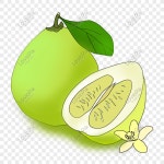 자몽 PNG 일러스트 무료 다운로드 - Lovepik 자몽