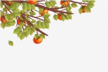 피르시몬 PNG 일러스트 및 벡터 이미지 | 무료 다운로드 - Lovepik