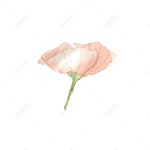 꽃 PNG 일러스트 무료 다운로드 - Lovepik 꽃