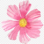 꽃잎 PNG 일러스트 무료 다운로드 - Lovepik 꽃잎