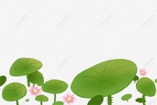  연잎