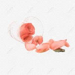 장미 PNG 일러스트 무료 다운로드 - Lovepik 장미