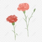 카네이션 PNG 일러스트 무료 다운로드 - Lovepik 카네이션