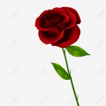 장미 PNG 일러스트 무료 다운로드 - Lovepik 장미