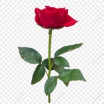 장미 PNG 일러스트 무료 다운로드 - Lovepik 장미