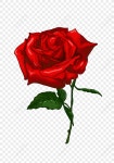 장미 PNG 일러스트 무료 다운로드 - Lovepik 장미