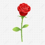 장미 꽃 PNG 일러스트 무료 다운로드 - Lovepik 장미 꽃