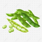  부드러운 콩