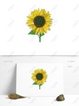 해바라기 그림 식물 재료 일러스트 PNG 및 벡터 이미지, 무료 다운로드 - Lovepik 해바라기 그림 식물 재료