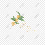 손으로 그린 작은 신선한 중국 스타일 Osmanthus PNG 일러스트 무료 다운로드 - Lovepik 손으로 그린 작은 신선한 중국 스타일 Osmanthus