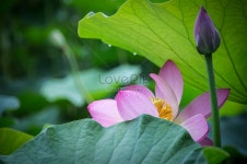 비 온 후 사진 무료 다운로드 - Lovepik 비 온 후