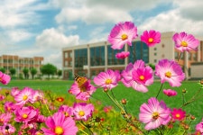 가든 꽃 사진 무료 다운로드 - Lovepik 가든 꽃