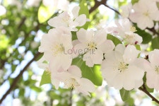 백화가 만발하다 사진 무료 다운로드 - Lovepik 백화가 만발하다