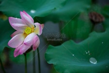 비 온 뒤 연꽃 사진 무료 다운로드 - Lovepik 비 온 뒤 연꽃