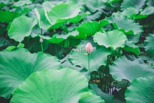  연잎