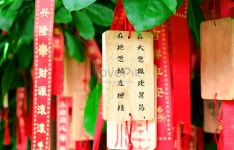 제발 나무 사진 무료 다운로드 - Lovepik 제발 나무