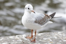 갈매기 사진 무료 다운로드 - Lovepik 갈매기