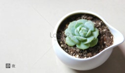  고기가 많다