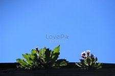 푸른 하늘 아래 꽃 사진 무료 다운로드 - Lovepik 푸른 하늘 아래 꽃