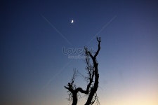 달이 나무 사진 무료 다운로드 - Lovepik 달이 나무
