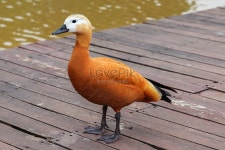 빨간 오리 사진 무료 다운로드 - Lovepik 빨간 오리