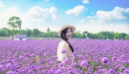 버베나 플라워 걸 사진 무료 다운로드 - Lovepik 버베나 플라워 걸