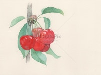 앵두 일러스트 무료 다운로드 - Lovepik 앵두