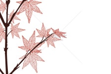 중양목 일러스트 무료 다운로드 - Lovepik 중양목