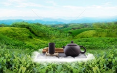 신선한 차 정원 배경 사진 및 창의적인 일러스트 무료 다운로드 - Lovepik 신선한 차 정원