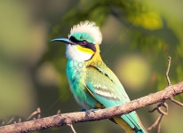A Bee-eater Standing On A Tree Branch 사진 무료 다운로드 - Lovepik A Bee-eater Standing On A Tree Branch