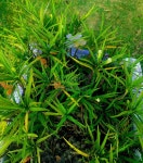  Bangladesh Beautiful Tree