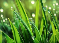 Fresh Green Grass With Dew Drops 사진 무료 다운로드 - Lovepik Fresh Green Grass With Dew Drops