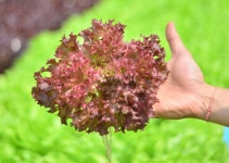 Clean Hydroponic Red Corral Lettuce From The Farm Ideal Healthy Salad Meal 사진 무료 다운로드 - Lovepik Clean Hydroponic Red... 