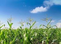 Green Corn Field With Blue Sky And Sunny Day Young Corn Tree For Graphic Desing Poster Banner 사진 무료 다운로드 - Lovepik... 