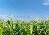Green Corn Field With Blue Sky And Sunny Day Young Corn Tree For Graphic Desing Poster Banner 사진 무료 다운로드 - Lovepik... 