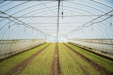 플라스틱 온실 사진 무료 다운로드 - Lovepik 플라스틱 온실