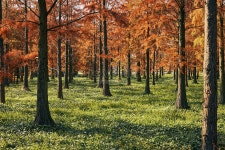 상하이 칭시 컨트리 파크의 메타세쿼이아 나무 사진 무료 다운로드 - Lovepik 상하이 칭시 컨트리 파크의 메타세쿼이아 나무