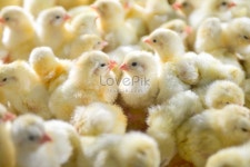 닭고기 농장, 치킨 부화 사진 무료 다운로드 - Lovepik 닭고기 농장, 치킨 부화
