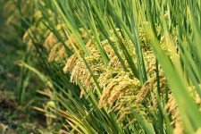 Jiangsu Liyang 농장 쌀 조직이 성숙하는 길 사진 무료 다운로드 - Lovepik Jiangsu Liyang 농장 쌀 조직이 성숙하는 길