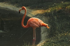 오후에 여가의 소방대 사진 무료 다운로드 - Lovepik 오후에 여가의 소방대