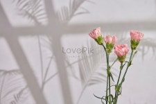 태양에 카네이션 사진 무료 다운로드 - Lovepik 태양에 카네이션