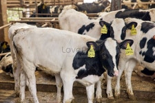 낙농장에 있는 소 사진 무료 다운로드 - Lovepik 낙농장에 있는 소